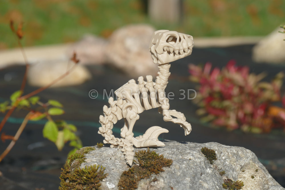 Skeleton Dinosaurs