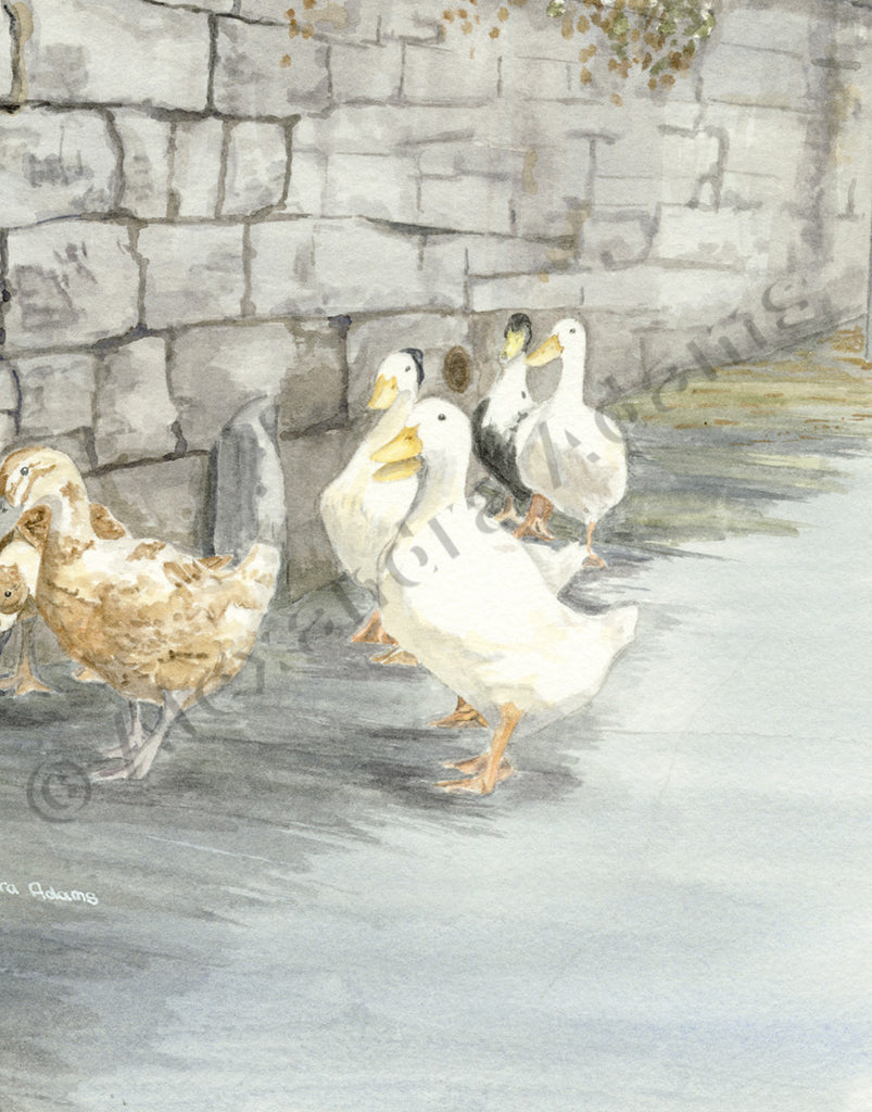 Ducks Crossing