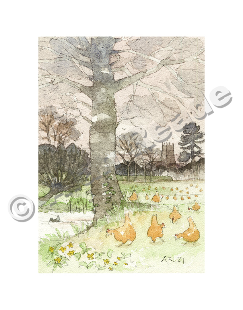 Free Range Chickens